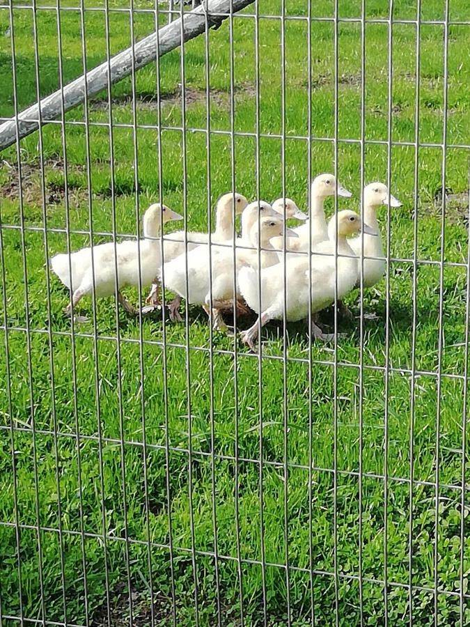 Haeuschen Im Gruenen Villa Jornstorf ภายนอก รูปภาพ